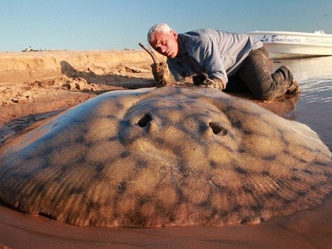 湄公河巨型水怪 淡水魟鱼剧毒无比